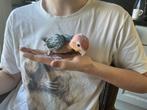 2 jonge roestkopcaique, Papegaai, Geringd