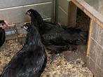 Zwarte Australorp, Meerdere dieren