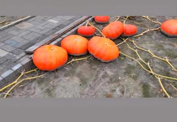 BIO Pompoenen  te koop beschikbaar voor biedingen