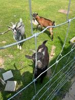 2 dwerggeiten gratis af te halen, Dieren en Toebehoren, Schapen, Geiten en Varkens, Meerdere dieren, Geit, 0 tot 2 jaar