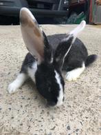 Duitse reus, Dieren en Toebehoren, Konijnen, Mannelijk, Groot, 0 tot 2 jaar