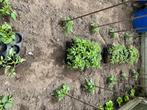 tomateplanten, Jardin & Terrasse, Plantes | Arbres fruitiers, Enlèvement ou Envoi