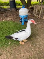 Canards De Barbarie, Mâle, Canard