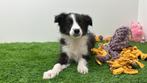 Border Collie Pups, Dieren en Toebehoren, België, CDV (hondenziekte), 8 tot 15 weken, Collie