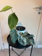 Monstera Deliciosa Variegata, Ophalen, Overige soorten, Halfschaduw, In pot