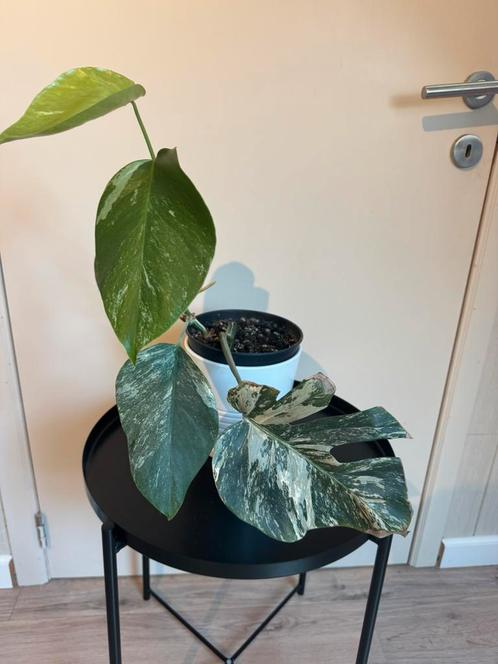 Monstera Deliciosa Variegata, Huis en Inrichting, Kamerplanten, Overige soorten, Minder dan 100 cm, Groene kamerplant, Halfschaduw