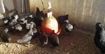 Ayam cemani hennen  beschikbaar voor biedingen