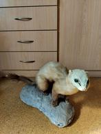 Taxidermie Hermelijn, Verzamelen, Dierenverzamelingen, Ophalen