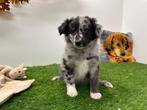 Sheltidoodle pups (Sheltie x Poedel), Dieren en Toebehoren, Honden | Niet-rashonden, België, 8 tot 15 weken, CDV (hondenziekte)