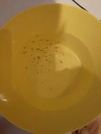 Gratis guppies, Dieren en Toebehoren, Ophalen