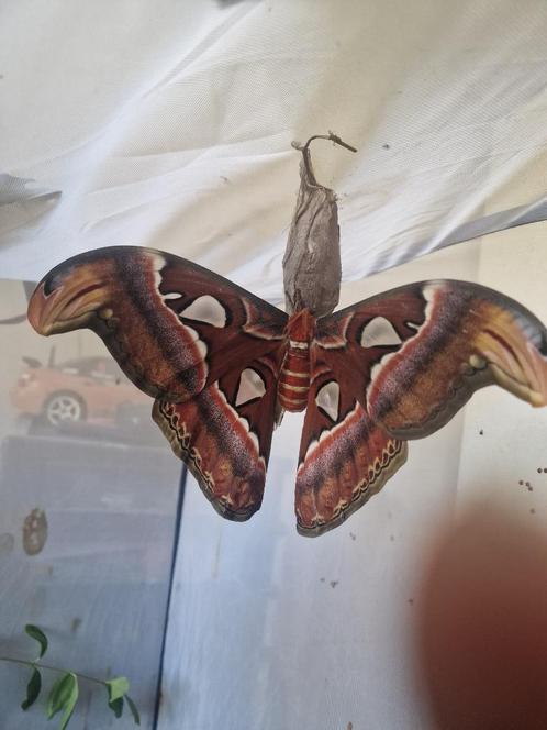 Attacus Atlas Cocoons F0 herkomst thailand, Dieren en Toebehoren, Insecten en Spinnen, Vlinders of Rupsen