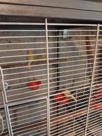 Kanarie poppen, Dieren en Toebehoren, Vrouwelijk, Kleurkanarie