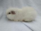 Ch Teddy cavia zeugjes te koop, Dieren en Toebehoren, Knaagdieren, Augustus, Vrouwelijk, Cavia
