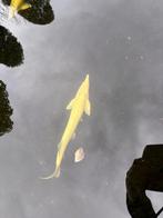 Mooie 75 cm albino steur, Steur