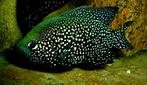 Schitterend koppel Black Diamond cichliden, Dieren en Toebehoren, Vis, Zoetwatervis
