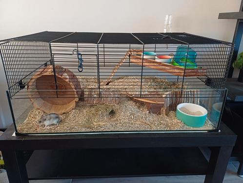 Hamsterkooi + toebehoren + hamster, Dieren en Toebehoren, Knaagdieren en Konijnen | Hokken en Kooien, Zo goed als nieuw, Hamster