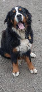 Vrouwelijke Berner Sennenhonden, Boeken, Ophalen, Honden