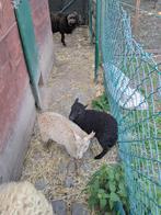 Ouessant schaapjes, Dieren en Toebehoren, Schaap, 0 tot 2 jaar