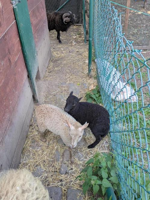 Ouessant schaapjes, Dieren en Toebehoren, Schapen, Geiten en Varkens, Schaap, 0 tot 2 jaar
