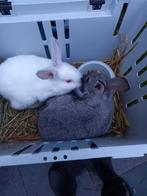 1 wit en 1 grijs konijntje, Dieren en Toebehoren, Konijnen, Vrouwelijk, Middelgroot, 0 tot 2 jaar