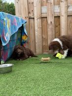 Mini aussie doodle pups ( australiche herder x dwerpoedel), Dieren en Toebehoren, België, Overige rassen, CDV (hondenziekte), 8 tot 15 weken