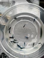 18 blue dream garnalen, Dieren en Toebehoren, Vissen | Aquariumvissen, Kreeft, Krab of Garnaal, Zoetwatervis, Schoolvis