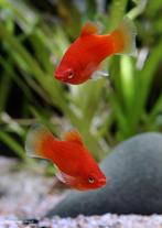 Red Coral Platy, Animaux & Accessoires