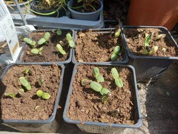 zonnebloemen  beschikbaar voor biedingen