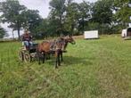 leuk 2span D ponys, Dieren en Toebehoren, Paarden, Merrie, Minder dan 160 cm, Tuigpaard
