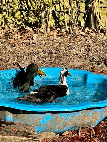 Poussins de canard coureur indien, Sexe inconnu, Canard