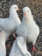 King duiven. Kingduiven, Dieren en Toebehoren, Vogels | Duiven