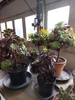 aeonium arboreum (zwartkop), Tuin en Terras, Planten | Tuinplanten, Vaste plant, Overige soorten, Ophalen