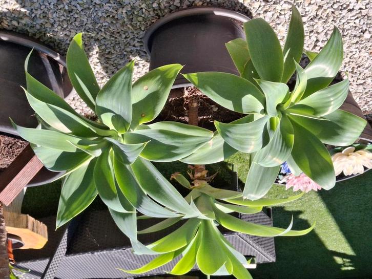 Prachtige super grote agave attenuata 3 ling binnen en buite, Huis en Inrichting, Kamerplanten, Ophalen