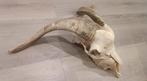 Schedel geit, Verzamelen, Dierenverzamelingen, Ophalen of Verzenden, Zo goed als nieuw, Boerderijdier, Schedel