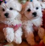 Bichon frise maltezer pups mooi klein blijvend, Dieren en Toebehoren, Maltezer, 8 tot 15 weken, Buitenland, CDV (hondenziekte)