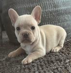 Prachtig nestje franse bulldog pups, Dieren en Toebehoren, Honden | Bulldogs, Pinschers en Molossers, België, Fokker | Hobbymatig