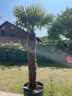 Grote Palmboom Trachycarpus fortunei waaierpalm winterhard, Ophalen, Halfschaduw, Lente, 250 tot 400 cm