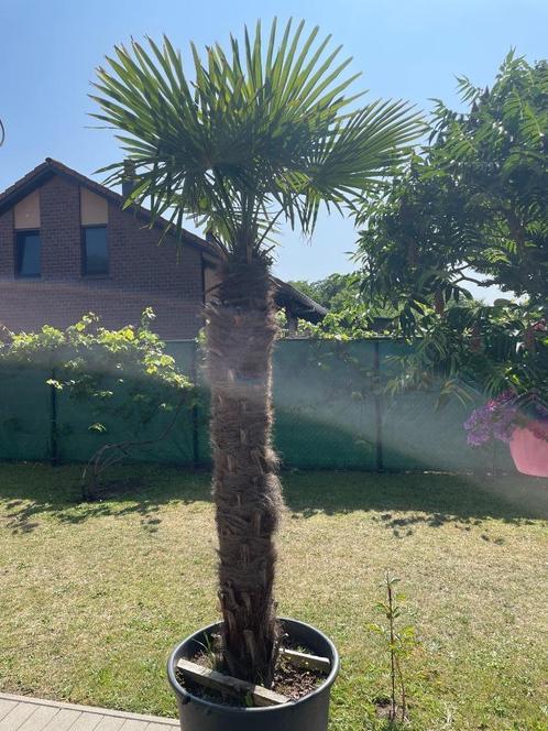 Grote Palmboom Trachycarpus fortunei waaierpalm winterhard, Tuin en Terras, Planten | Bomen, Palmboom, 250 tot 400 cm, Halfschaduw