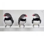 GEZOCHT diamantvink en blauwe lizards, Meerdere dieren, Tropenvogel, Geringd