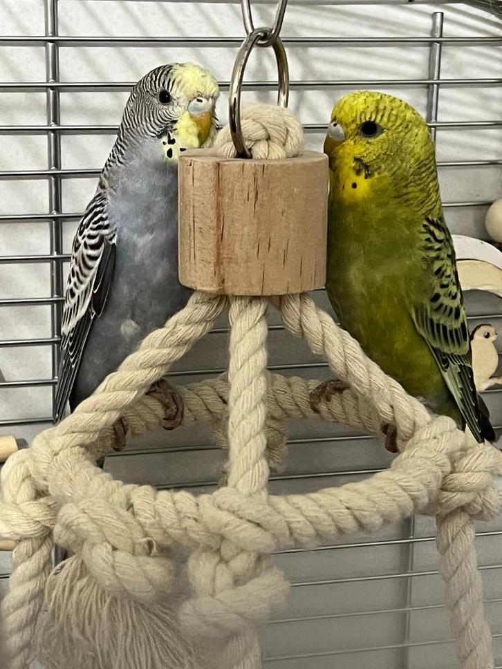 2 Parkieten + parkietenkooi + accessoires, Dieren en Toebehoren, Vogels | Parkieten en Papegaaien, Parkiet, Meerdere dieren