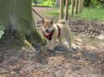 shiba inu pup, België, Fokker | Hobbymatig, Overige rassen, 8 tot 15 weken