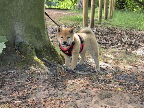 shiba inu pup, Dieren en Toebehoren, Honden | Poolhonden, Keeshonden en Oertypen, Teef, Overige rassen, Fokker | Hobbymatig, Eén hond