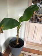 Bananen plant, Ophalen