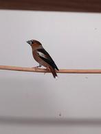 Mooie Appelvink man, Dieren en Toebehoren