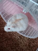 Hamster meisje kooi en toebehoren, Décembre, Femelle, Hamster