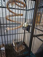 kweek koppel kakarikis met kooi, Dieren en Toebehoren