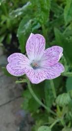 Geranium Versicolor / ooievaarsbek ,vanaf 1 euro, Vaste plant, Halfschaduw, Zomer, Ophalen