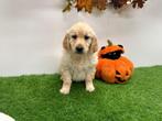 Golden Retriever pups