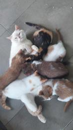 BRITSE KORTHAAR KITTENS, Dieren en Toebehoren, Katten en Kittens | Raskatten | Korthaar, Gechipt, 0 tot 2 jaar