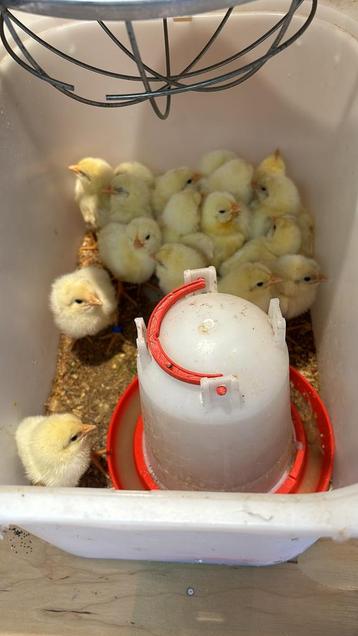 Kuikens poule de bresse beschikbaar voor biedingen